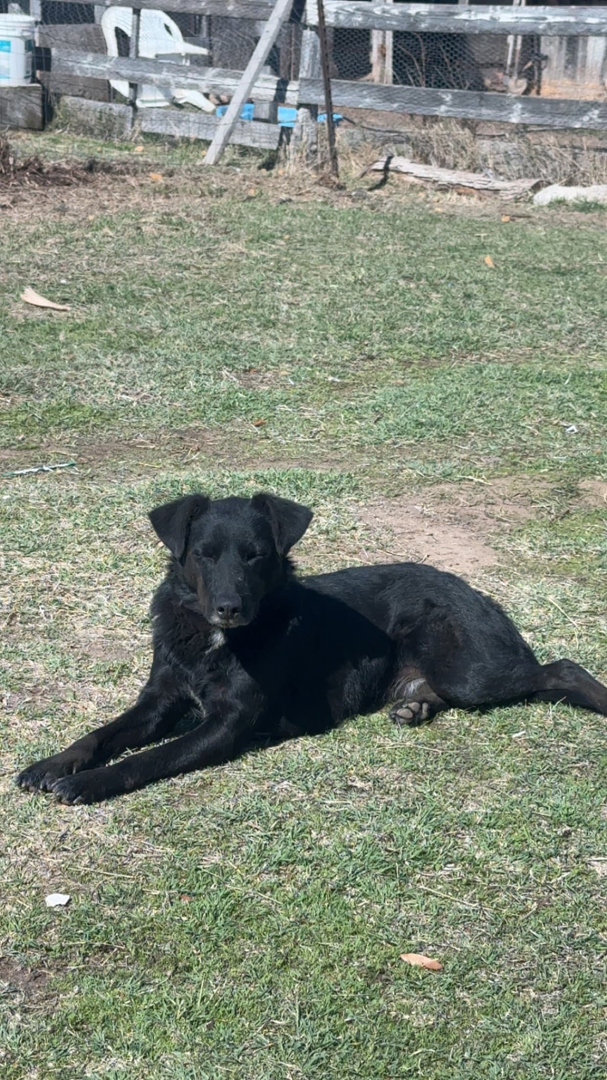 Luna - Labrador Retriever