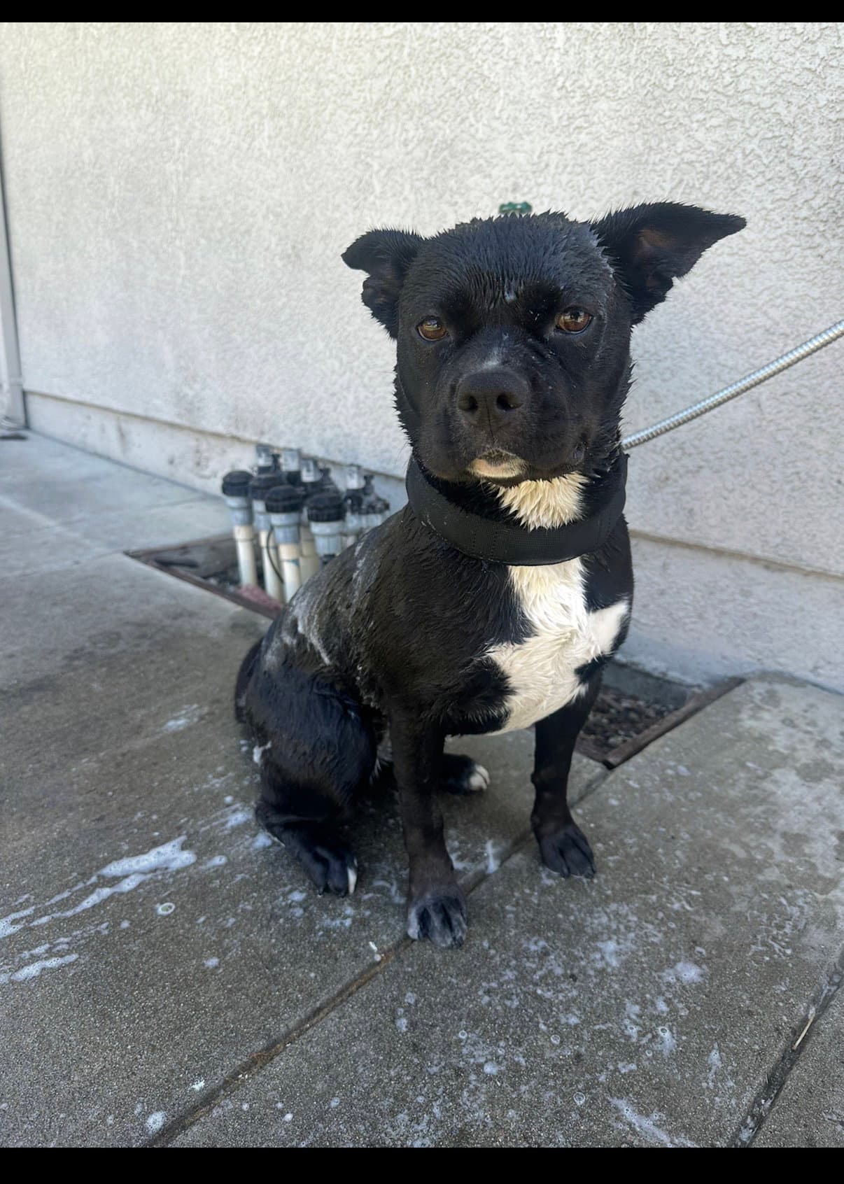 Kiki - American Pit Bull Terrier