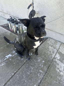 Kiki image 3