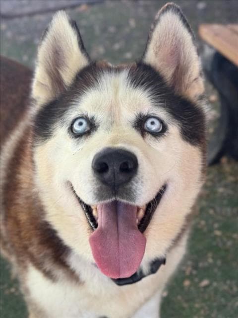 Kacey - Siberian Husky
