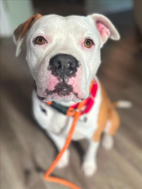 Guns N Roses - Pit Bull Terrier