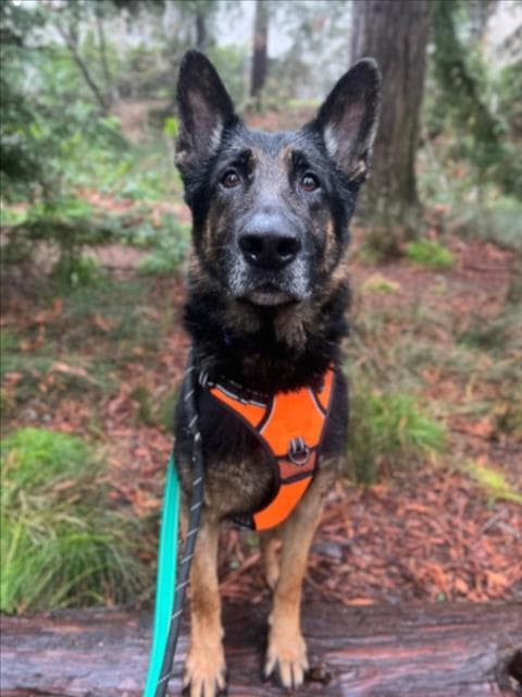 Bergamot - German Shepherd Dog