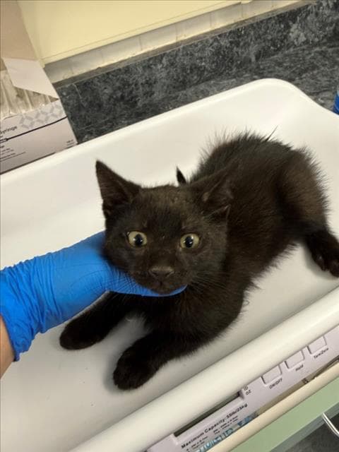 Panther - Domestic Medium Hair