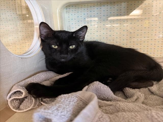 Panther - Domestic Medium Hair