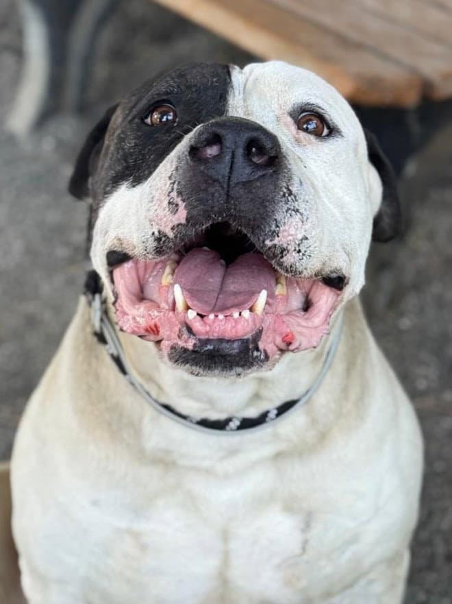 Wonton - American Pit Bull Terrier