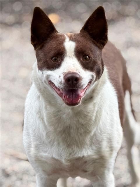 Kaya - Border Collie