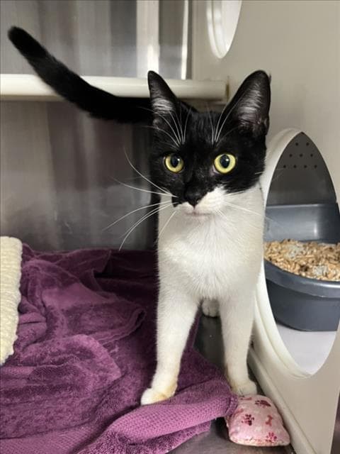 Nala - Domestic Short Hair