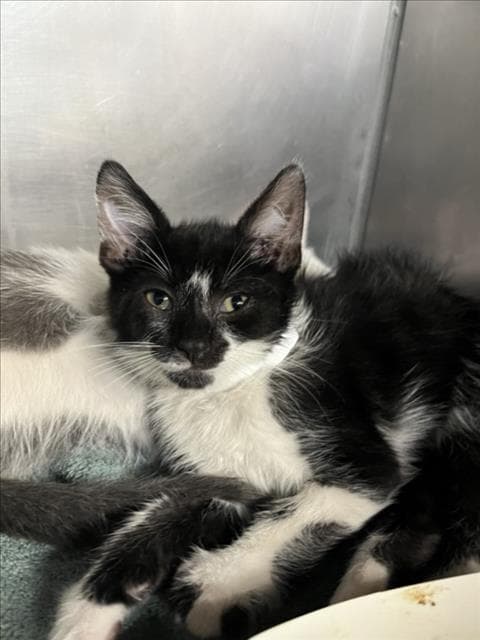 Seven - Domestic Short Hair