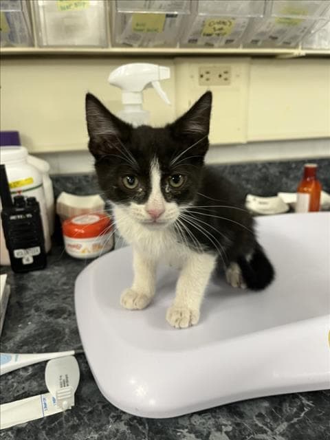 Unknown - Domestic Short Hair