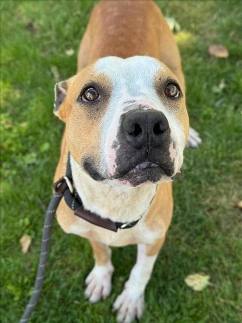 Wesley - Pit Bull Terrier