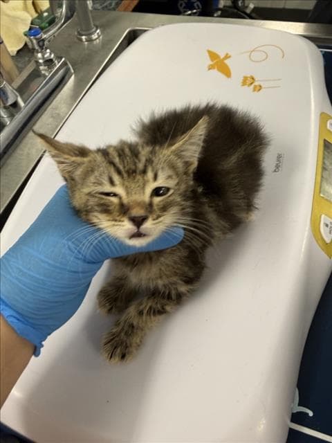 Percy - Domestic Short Hair