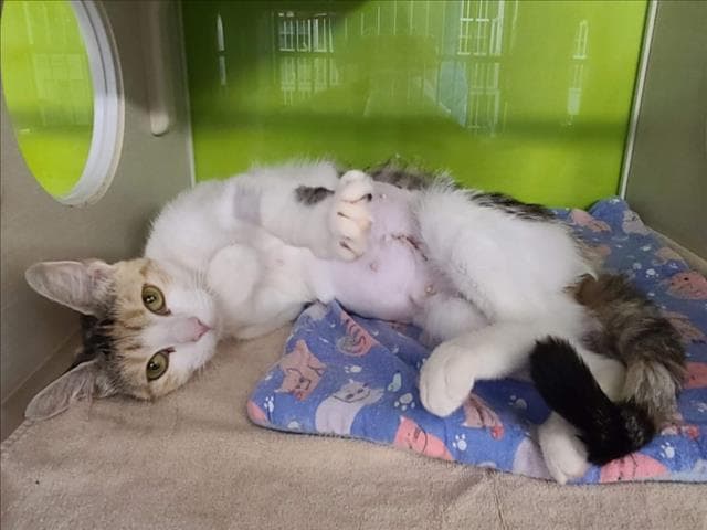 Samara - Domestic Short Hair