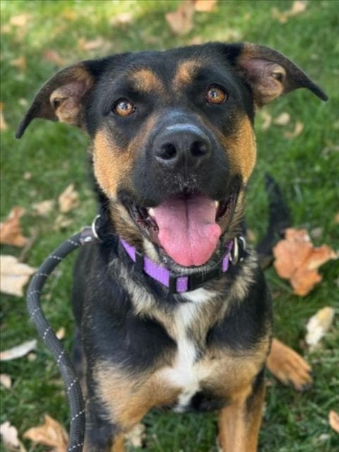Nova - German Shepherd Dog