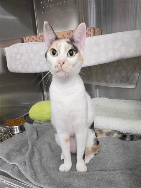 Nezuko - Domestic Short Hair