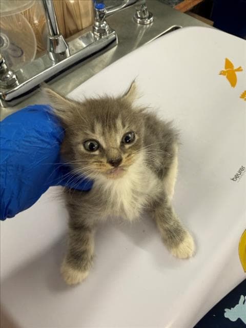 Bell - Domestic Medium Hair