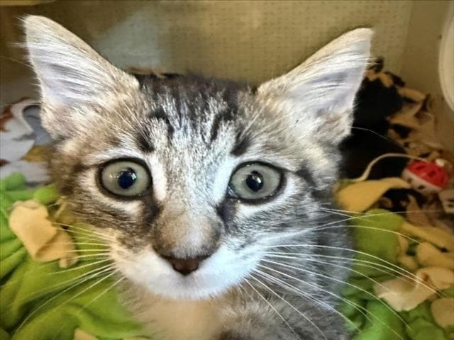 Zorro - Domestic Short Hair
