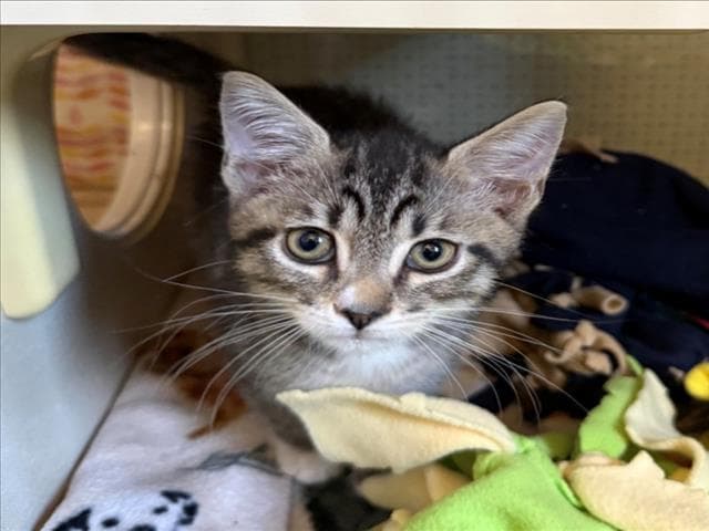 Freckles - Domestic Short Hair