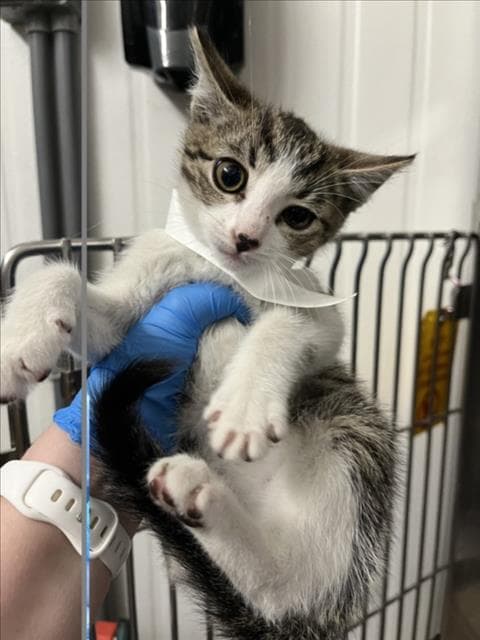 Cody - Domestic Short Hair