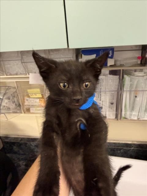Cappuccino - Domestic Short Hair