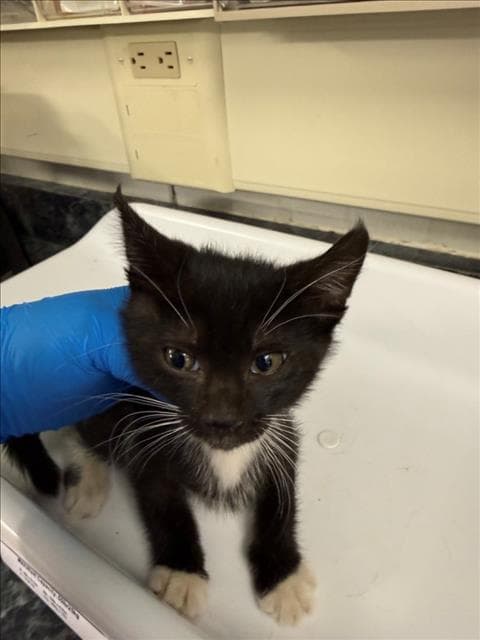 Truffle - Domestic Short Hair