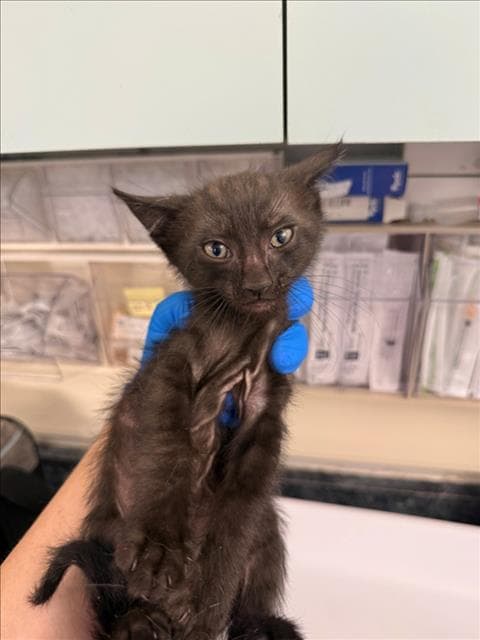 Mocha - Domestic Short Hair