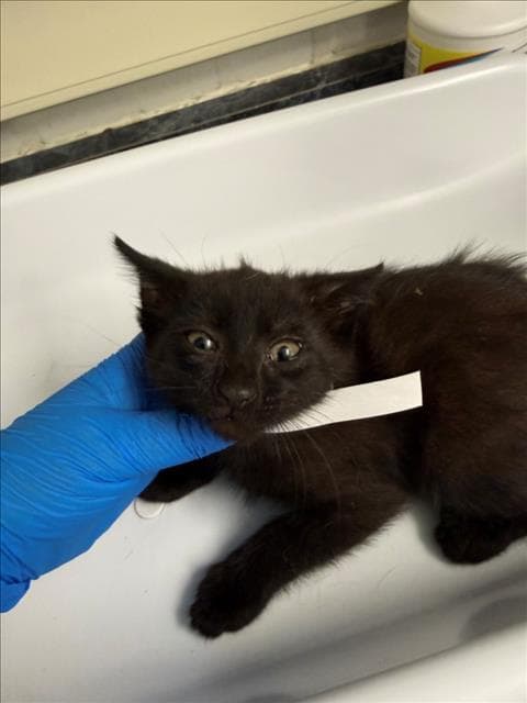 Cocoa - Domestic Medium Hair