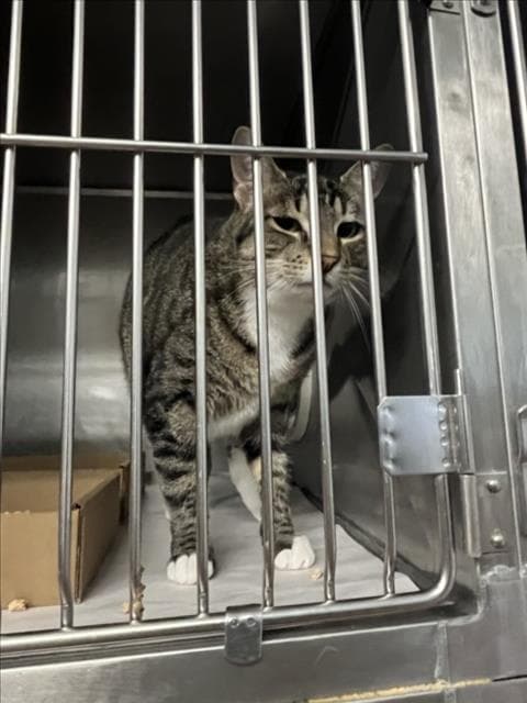 Fennel - Domestic Short Hair