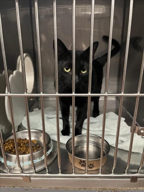 Clove - Domestic Short Hair