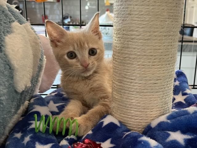 Momo - Domestic Short Hair