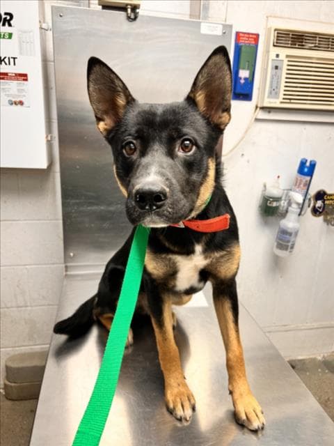 Hongo - German Shepherd Dog