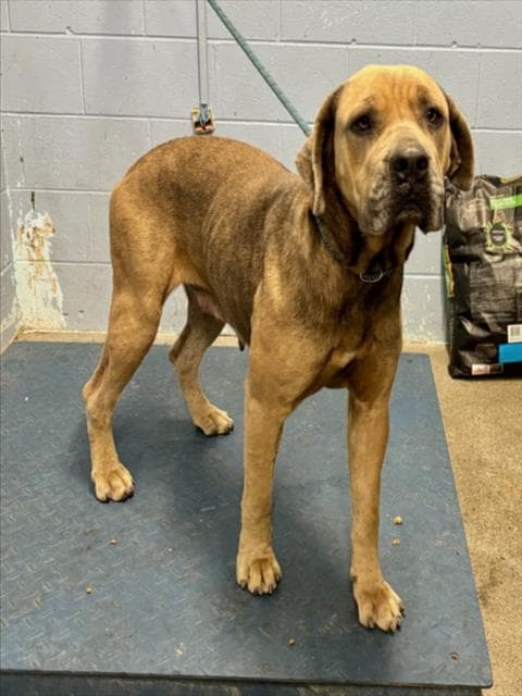 Peanutbutter - Cane Corso Mastiff