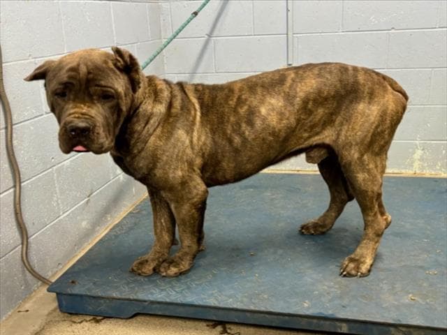 Garnet - Cane Corso Mastiff