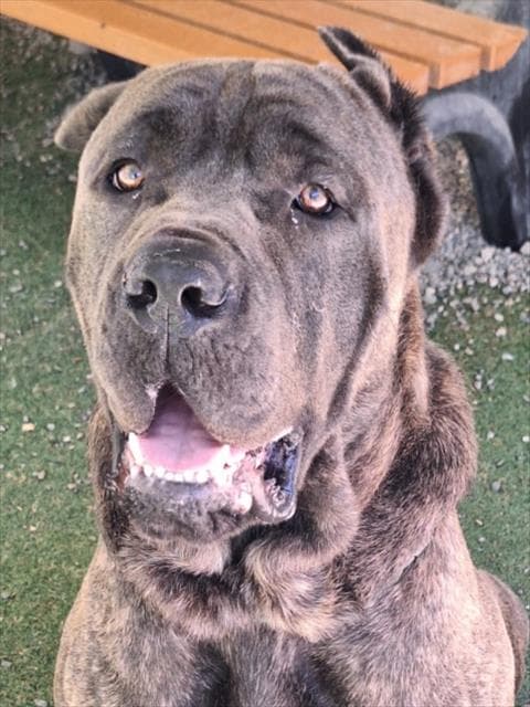 Garnet - Cane Corso Mastiff