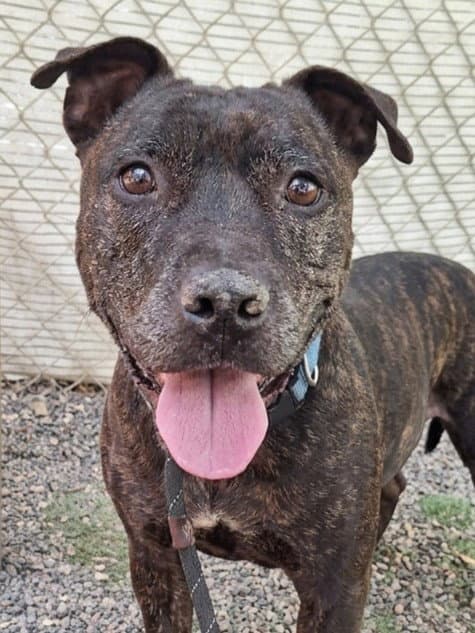 Queen - Pit Bull Terrier