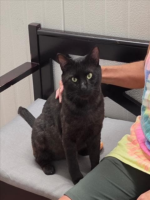 James - Domestic Short Hair