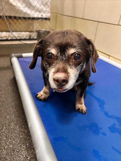 Goober - Chihuahua