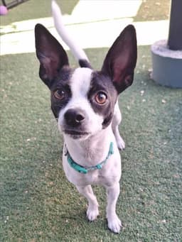 Audrey image 1