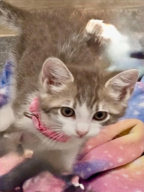 Sally - Domestic Short Hair