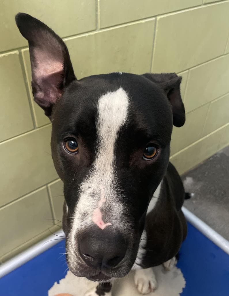 Walter - Pit Bull Terrier