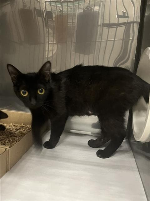 Mango - Domestic Short Hair