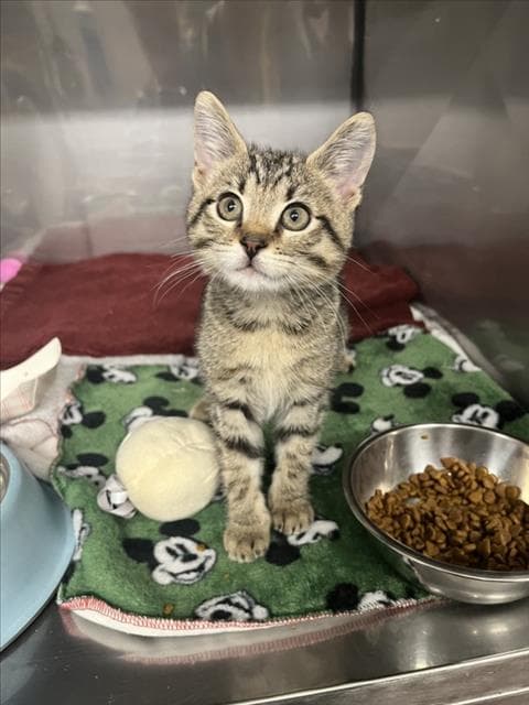 Unknown - Domestic Short Hair
