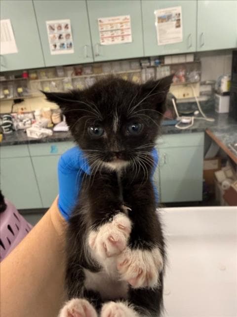 Chipy - Domestic Short Hair