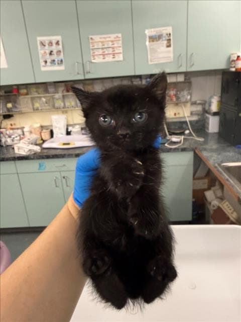Mino - Domestic Short Hair