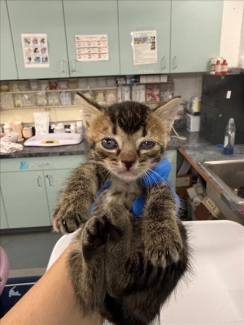 Bean - Domestic Short Hair