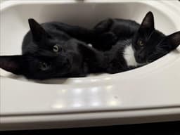 Allie image 1