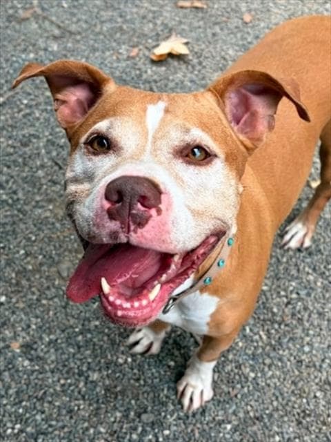 Jade - Pit Bull Terrier