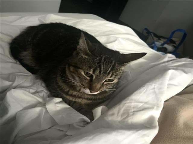 Lysander - Domestic Short Hair