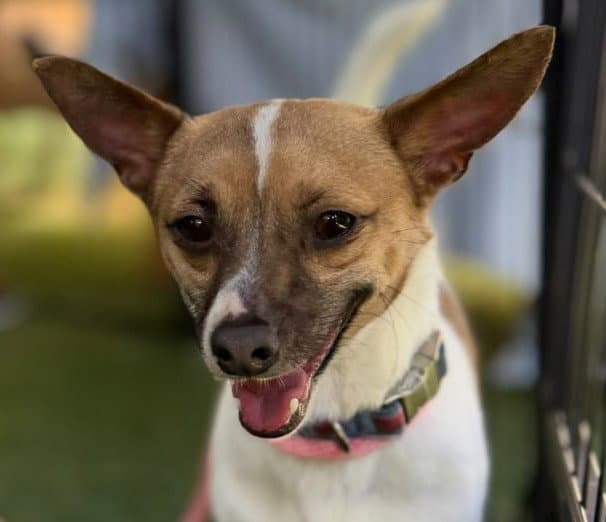 Citrine - Chihuahua