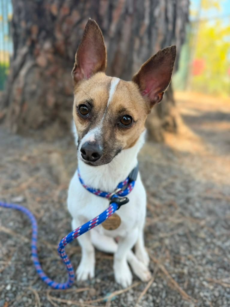 Citrine - Chihuahua