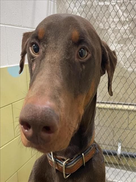 Max - Doberman Pinscher